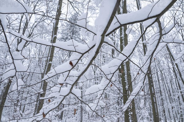 Snow-covered deciduous forest in winter, branches of copper beech (Fagus sylvatica) covered with snow, Hainich National Park, Thuringia, Germany, Europe