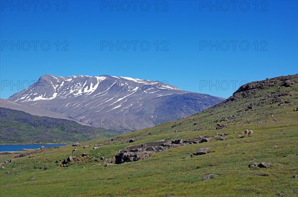 Meadow and barren mountain landscape with snow, no people, Igaliku, North America, Greenland, Denmark, North America