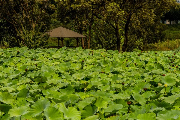 Beautiful lily pond in front of wooden gazebo under lush shade trees in South Korea