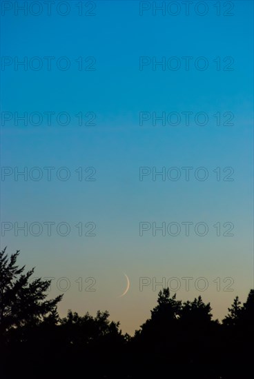 Very narrow, fine crescent moon one day after the new moon stands above a dark coniferous forest and is illuminated by the not yet completely set sun, sunset, cloudless sky in blue and orange, Lower Saxony, Germany, Europe