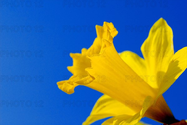 Close-up of a single flower of the daffodil (Narcissus Pseudonarcissus)