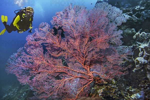Composing diver, knotted fan coral (Melithaea ochracea), Wakatobi Dive Resort, Sulawesi, Indonesia, Asia