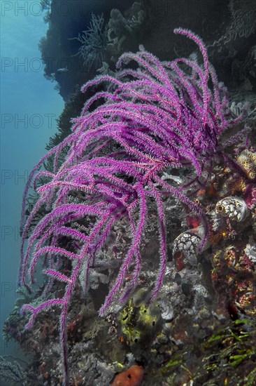 Feather gorgonian (Pseudopterogorgia bipinnata), Wakatobi Dive Resort, Sulawesi, Indonesia, Asia