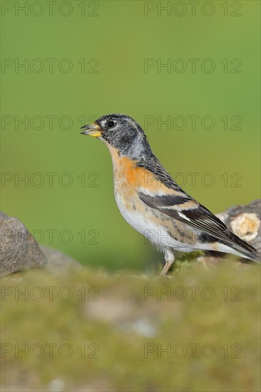 Brambling (Fringilla montifringilla), male sitting on moss in the forest, Wilnsdorf, North Rhine-Westphalia, Germany, Europe