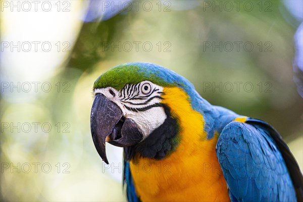 Blue and yellow macaw (Ara ararauna) Pantanal Brazil