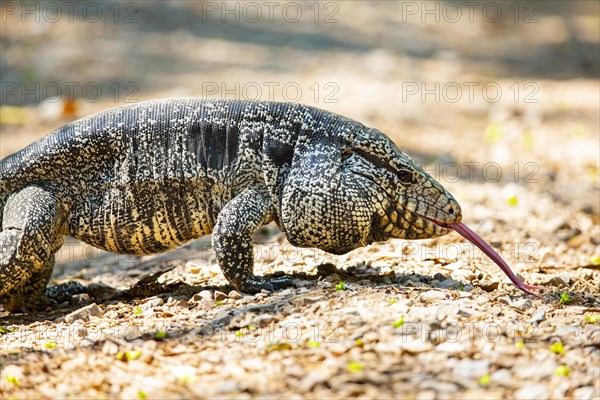 Gold tegu (Tupinambus teguixin) Pantanal Brazil