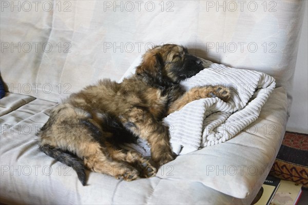 A relaxed puppy lies on a bed with pillows and looks to the side, Briard (Berger de Brie), puppy, 8 weeks old