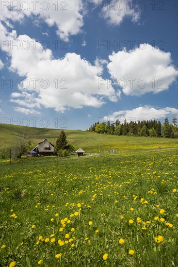 Mountain inn and flower meadow, Hinterwaldkopfhuette, Hinterwaldkopf, Hinterzarten, Black Forest, Baden-Wuerttemberg, Germany, Europe