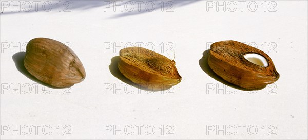 Seychelles, tropical fruits, coconuts, closed, outer shell removed, view into the fruit, Africa