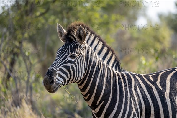 Plains zebra (Equus quagga) eating grass, animal portrait, Kruger National Park, South Africa, Africa