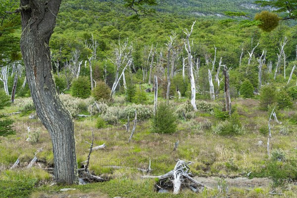 Forest of southern beeches (Nothofagus) in Tierra del Fuego National Park, Tierra del Fuego Island, Patagonia, Argentina, South America