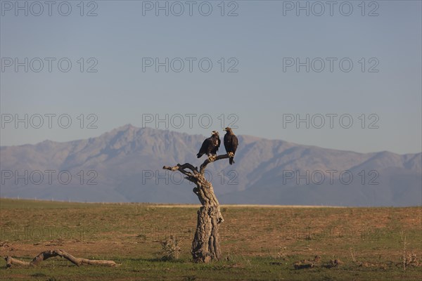 Pair of Iberian Eagles, Spanish Imperial Eagle (Aquila adalberti), Extremadura, Castilla La Mancha, Spain, Europe