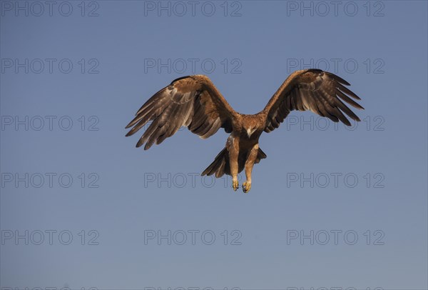 Juvenile Iberian Eagle approaching, Spanish Imperial Eagle (Aquila adalberti), Extremadura, Castilla La Mancha, Spain, Europe