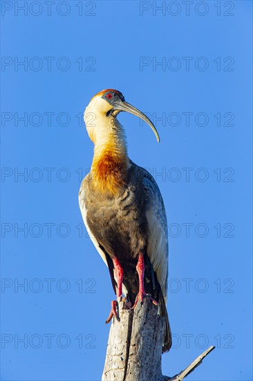 White-necked Ibis (Theristicus caudatus hyperorius) Pantanal Brazil