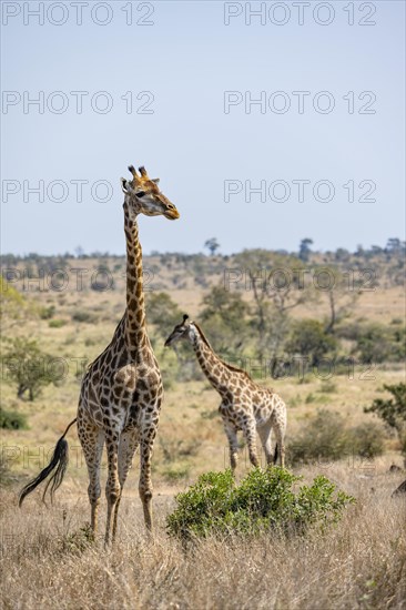 Two southern giraffes (Giraffa giraffa giraffa), African savannah, Kruger National Park, South Africa, Africa