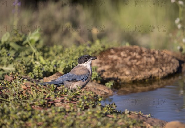 Blue magpie (Cyanopica cooki), Extremadura, Castilla La Mancha, Spain, Europe