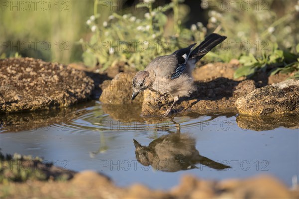 Eurasian jay (Garrulus glandarius), Extremadura, Castilla La Mancha, Spain, Europe