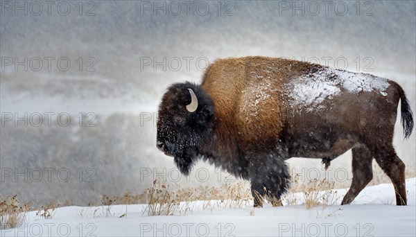 AI generated, animal, animals, mammal, mammals, biotope, habitat, one, single animal, foraging, wildlife, bison, North America, buffalo, wild cattle, (Bison bonasus), ice, snow, winter, snow drift