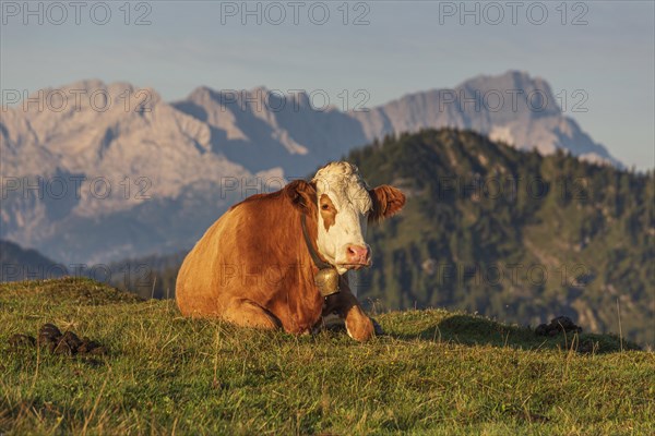 Cow, cattle lying on alpine meadow in front of mountains, morning light, summer, Simetsberg, behind Zugspitze, Bavarian Alps, Upper Bavaria, Bavaria, Germany, Europe
