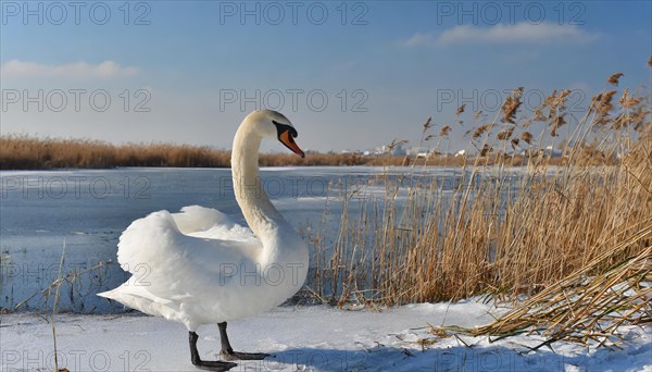 KI generated, animal, animals, bird, birds, biotope, habitat, a, individual, winter, ice, snow, water, reeds, blue sky, foraging, wildlife, seasons, mute swan (Cygnus olor)