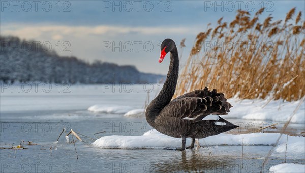 KI generated, animal, animals, bird, birds, biotope, habitat, one, individual, water, reed, blue sky, foraging, wildlife, summer, seasons, black swan (Cygnus atratus), Black Swan, snow, ice, winter