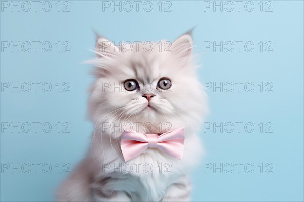 White persian cat with pink bowtie on blue background. KI generiert, generiert AI generated