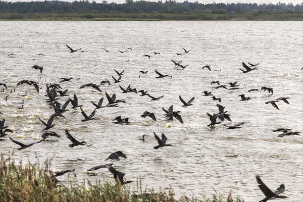 A flock of great cormorant (Phalacrocorax carbo) flying past, Henne Kirkeby, Syddanmark, Denmark, Europe
