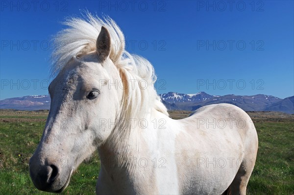 White Icelandic horse looks curiously into the camera, wide landscape and snow-covered mountains, Selfos, Iceland, Europe