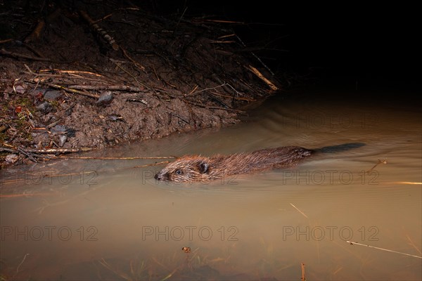 European beaver (Castor fiber) at the beaver lodge, Thuringia, Germany, Europe