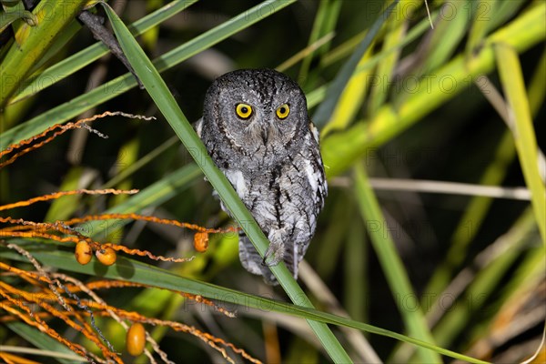 African scops owl (Otus senegalensis), Namibia, Africa