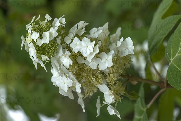 Blossom of an oakleaf hydrangea (Hydrangea quercifolia), Botanical Garden, Erlangen, Middle Franconia, Bavaria, Germany, Europe