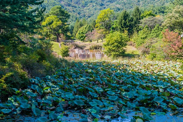 Landscape of lily pond with dry concrete spillway in background