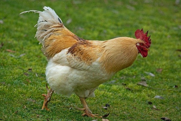 Domestic chicken rooster male standing in green grass looking right
