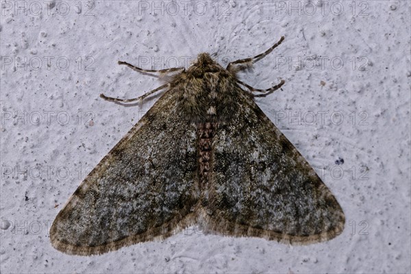 Snow peeper butterfly with open wings sitting on a white wall from behind