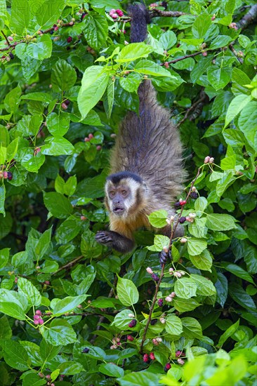 Crested capuchin (Cebus apella) Pantanal Brazil