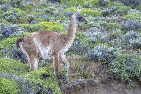 Guanaco (Llama guanicoe), Huanako, Torres del Paine National Park, Patagonia, End of the World, Chile, South America