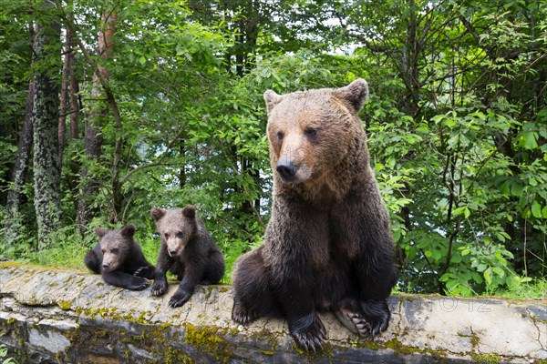 An adult brown bear sits next to two cubs on a wall in a green forest, European brown bear (Ursus arctos arctos), cubs, Transylvania, Carpathians, Romania, Europe