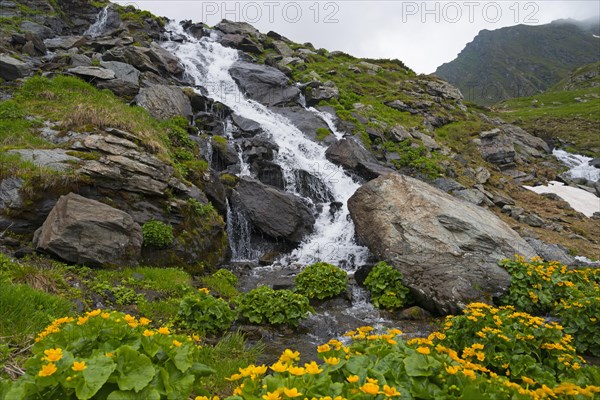 A small waterfall flows over boulders in a green, flowery mountain valley, Waterfall of the Balea River, Transfogarasan High Road, Transfagarasan, TransfagaraÈ™an, FagaraÈ™ Mountains, Fagaras, Transylvania, Transylvania, Transylvania, Ardeal, Transylvania, Carpathians, Romania, Europe