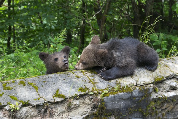 Two young brown bears playing on an overgrown rock, European brown bear (Ursus arctos arctos), cubs, Transylvania, Carpathians, Romania, Europe