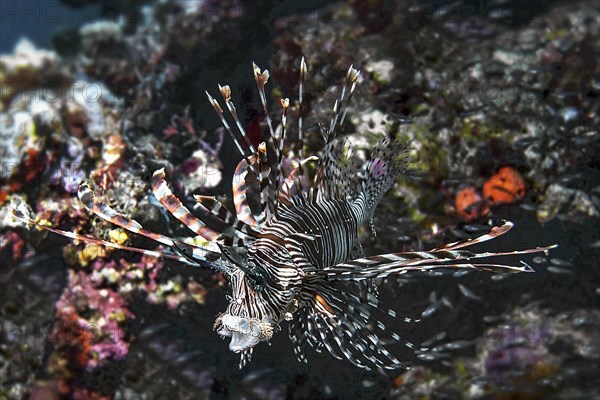 Lionfish, (Pterois miles), Wakatobi Dive Resort, Sulawesi, Indonesia, Asia