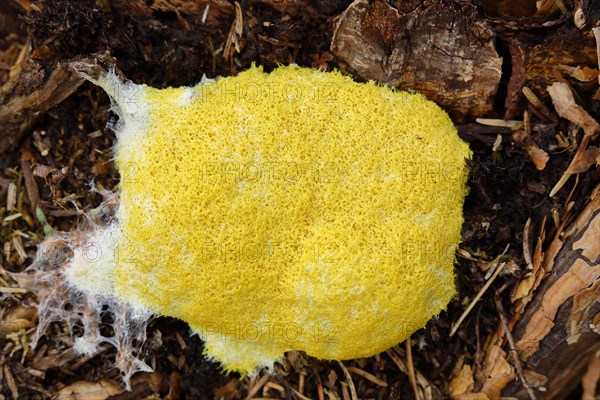 Dog vomit slime mold (Fuligo septica), witch's butter, yellow foamy fruiting body on tree stump, Wilnsdorf, North Rhine-Westphalia, Germany, Europe