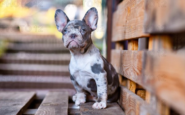 Cute blue merle tan French Bulldog dog sitting on wooden palette