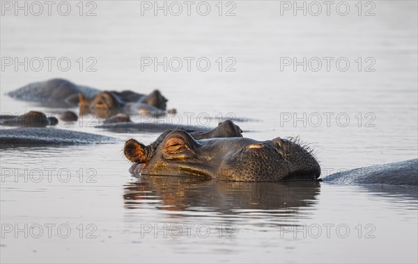 Sleeping hippo (Hippopatamus amphibius) in the water at sunset with reflection, adult, animal portrait, Sabie River, Kruger National Park, South Africa, Africa
