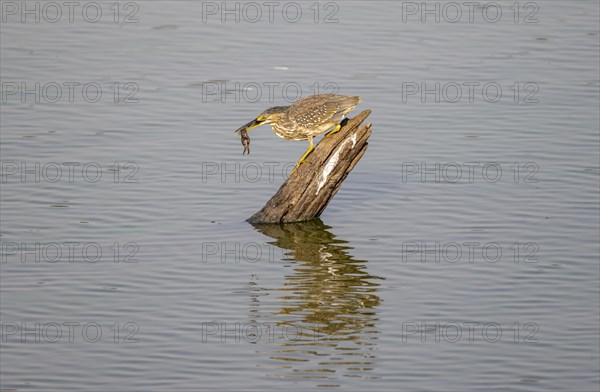 Mangrove heron (Butorides striata atricapilla), sitting on a tree stump in the water with prey in its beak, catching a small frog, reflection, Kruger National Park, South Africa, Africa