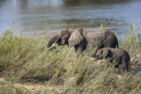 African elephant (Loxodonta africana), mother with young, feeding on the banks of the Sabie River, Kruger National Park, South Africa, Africa