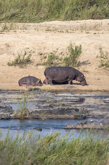 Hippos (Hippopatamus amphibius), mother with sleeping young, on the banks of the Sabie River, Kruger National Park, South Africa, Africa