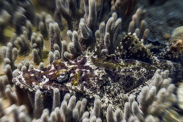 Brownhead crocodile fish, (Cymbacephalus beauforti), Wakatobi Dive Resort, Sulawesi, Indonesia, Asia