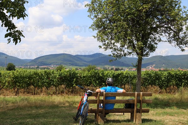 Cyclist takes a break on a bench and looks towards the Palatinate Forest. The Kalmit, the highest mountain in the Palatinate Forest at almost 700 metres, can be seen in the background. The photo was taken in the vineyards near Edenkoben