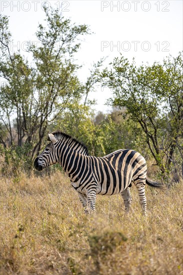 Plains zebra (Equus quagga) in dry grass, adult male, African savannah, Kruger National Park, South Africa, Africa