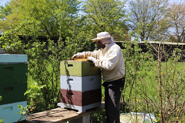 Beekeeper works on his hive